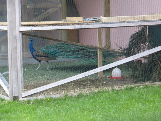 IMG 3536